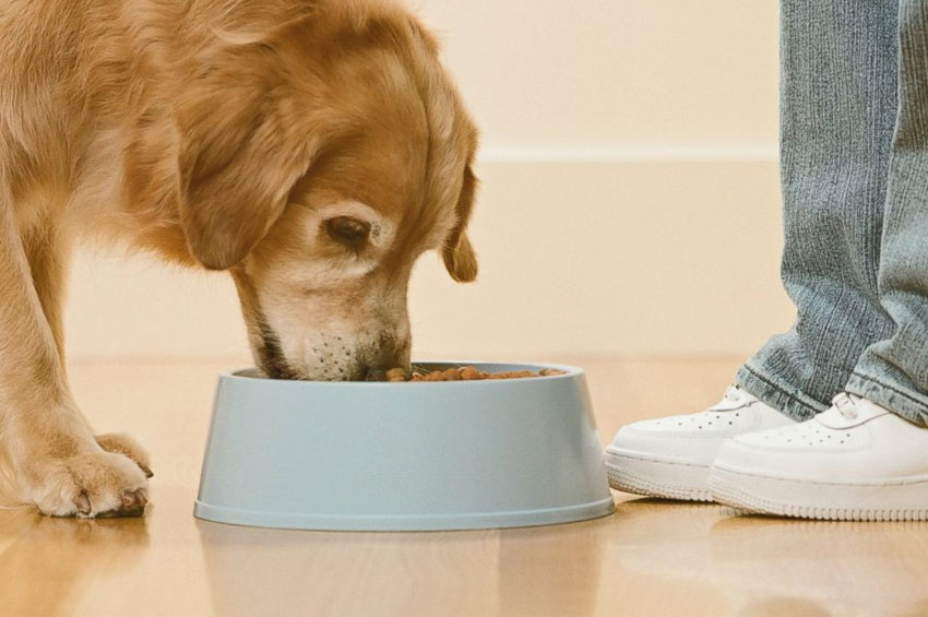 Suplementação Pet: Eles também suplementam!