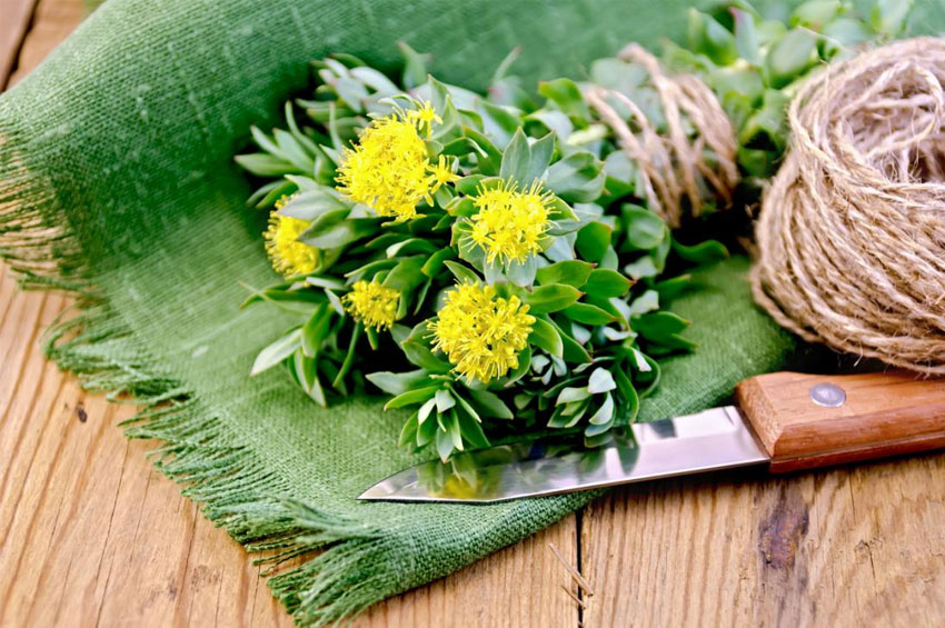 Rhodiola Rosea: Um aliado contra a fadiga e o estresse