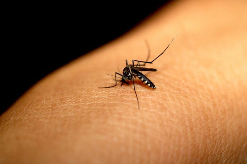 Dengue Saiba como identificar e tratar a doença Revista SuplementAção
