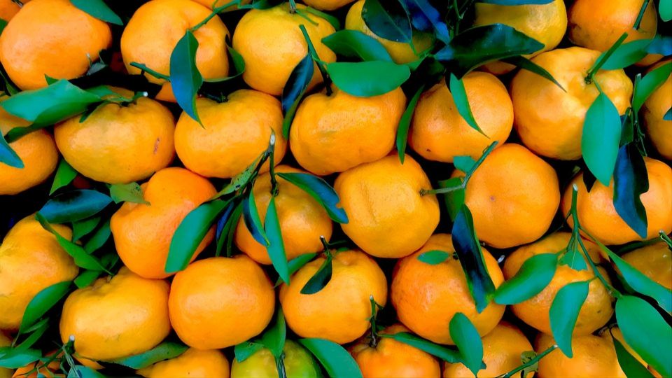 Tangerina: a fruta da safra, rica em vitamina C e compostos bioativos