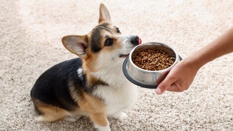 Além do básico: como a nutrição específica pode transformar a saúde do seu cão