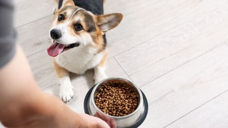 Como a ciência descobre as preferências alimentares de cães e gatos? Testes ajudam a desenvolver alimentos mais atrativos para os pets